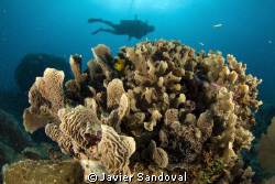 Akumal reef and diver, great and well preserve coral form... by Javier Sandoval 
